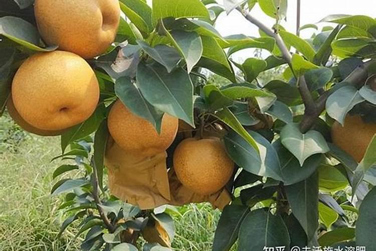 挂果期水溶肥怎么施肥最好？