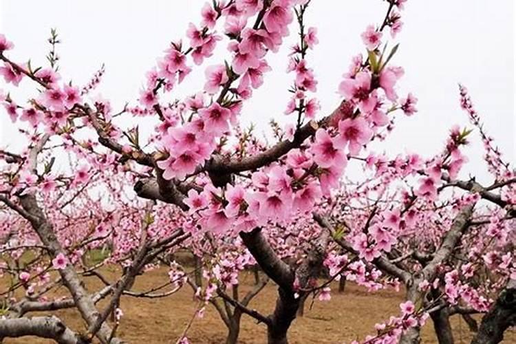 苹果树开花后用什么肥？