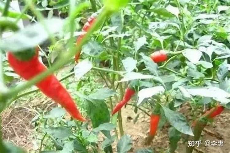 辣椒各生育期施肥管理技术!这两点注意事项你知道吗