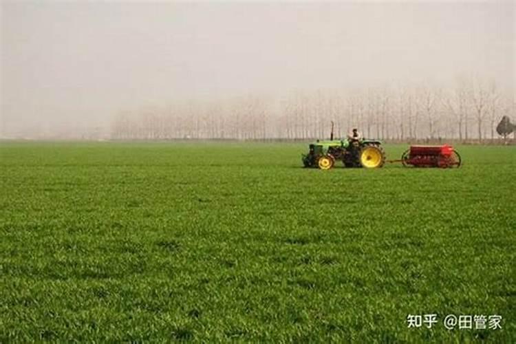 种小麦的磷肥用量是多少克？