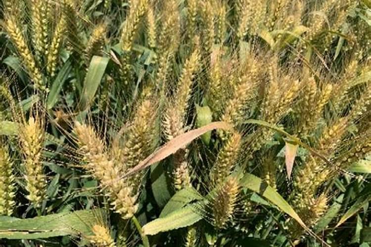 运城地区种植小麦磷应该用多少