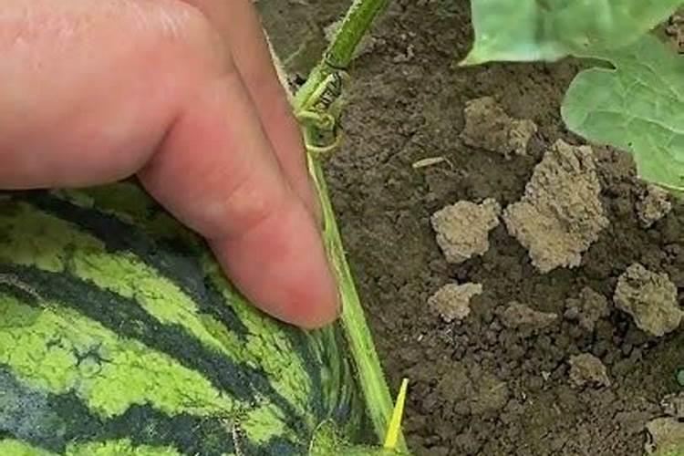 西瓜长到碗口大