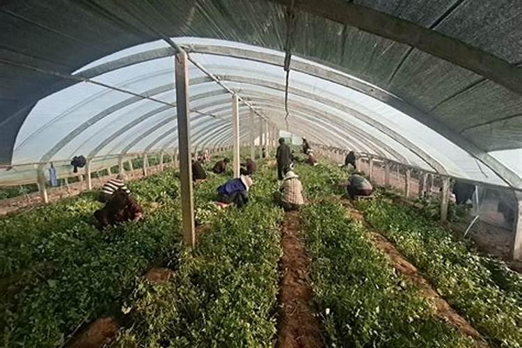 土豆根腐病用什么药防治