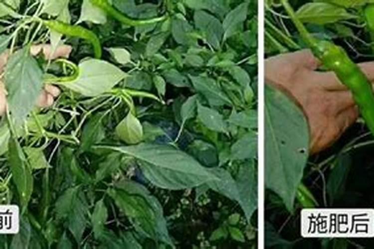 辣椒需肥规律及施肥技术 叶面肥多久喷一次