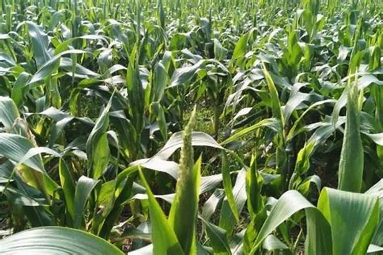 玉米生长后期开花后追施钾肥有作用吗？