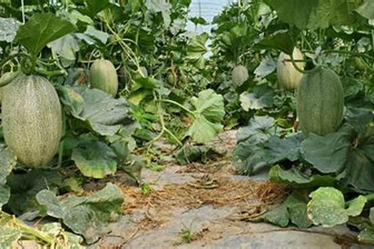 授粉五六天的哈密瓜可以喷施钙肥吗