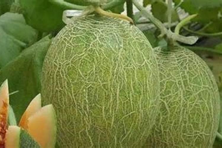 种哈密瓜
