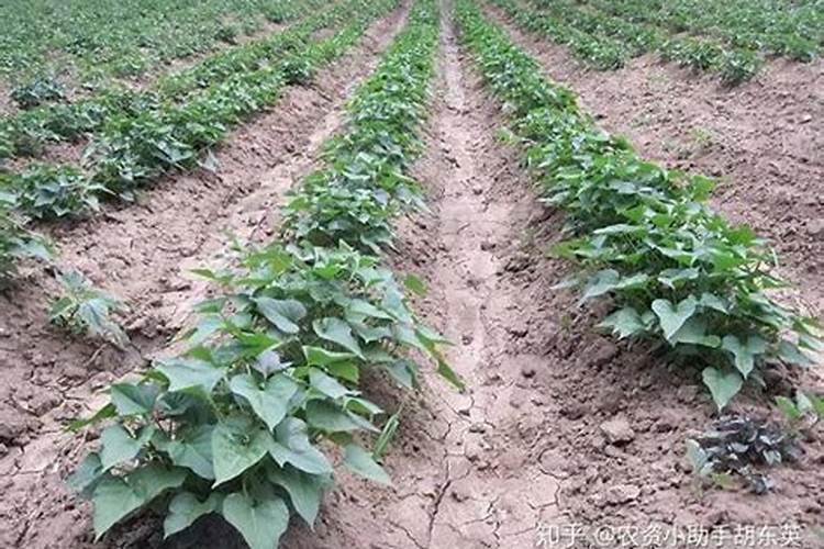 大棚红薯长苗用什么肥料好？红薯打什么叶面肥好？红薯高产专用肥昆仑风...