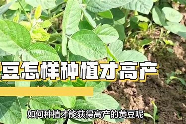 黄豆怎样种植才高产