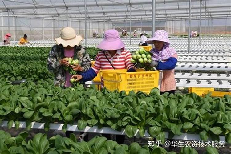 蔬菜掌握关键时期喷施叶面肥很重要,记住“3喷3不喷”,很实用