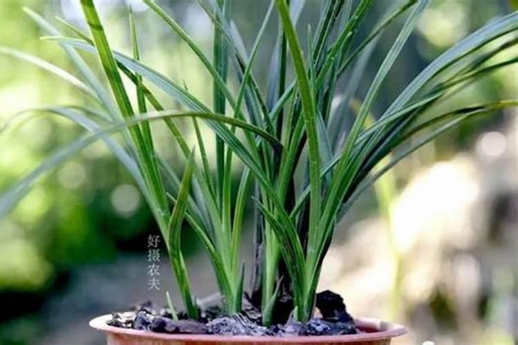 兰花叶面肥可以喷新苗吗？