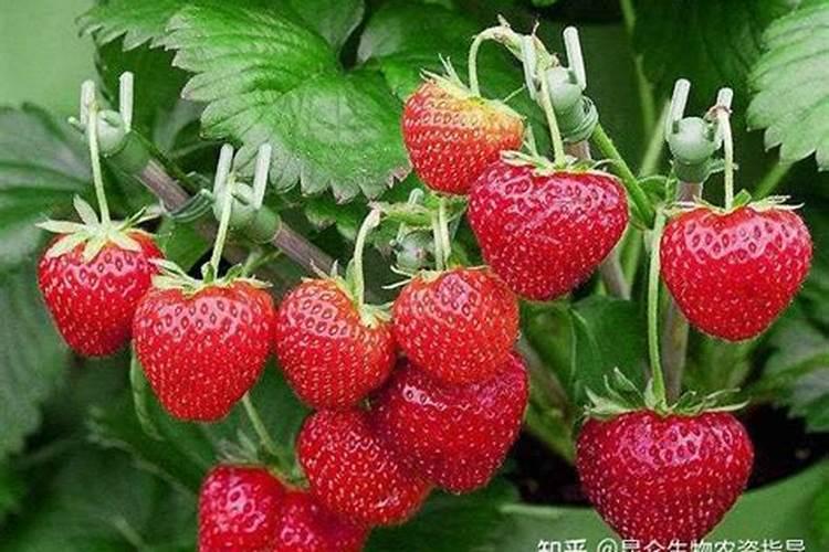怎么施肥草莓着色增甜效果好？草莓着色不均的常见原因有哪些百度...