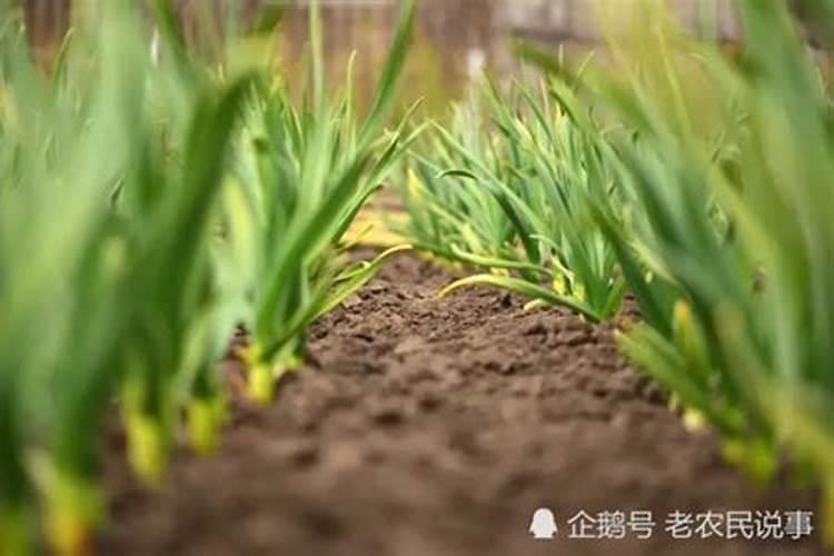 大蒜开春后施什么肥能提高产量