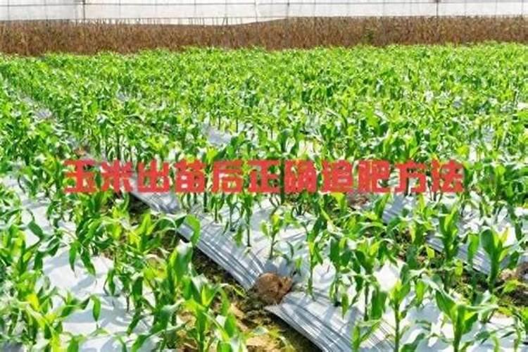 祘苗出苗后怎么追肥