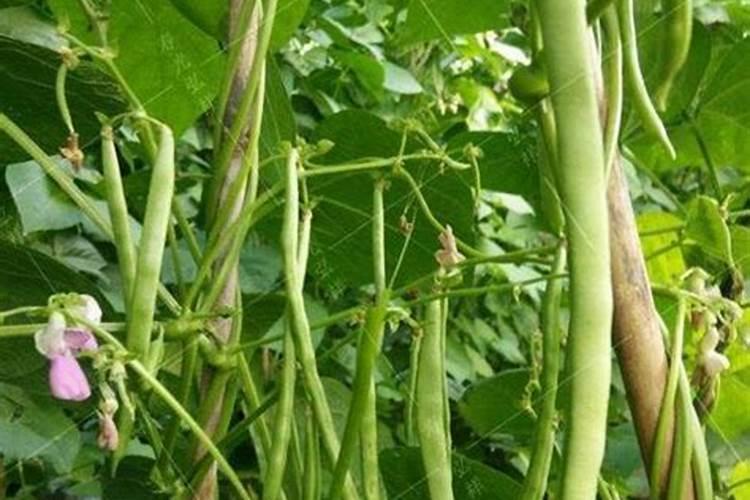 豆角用氮肥还是磷肥追肥比较好