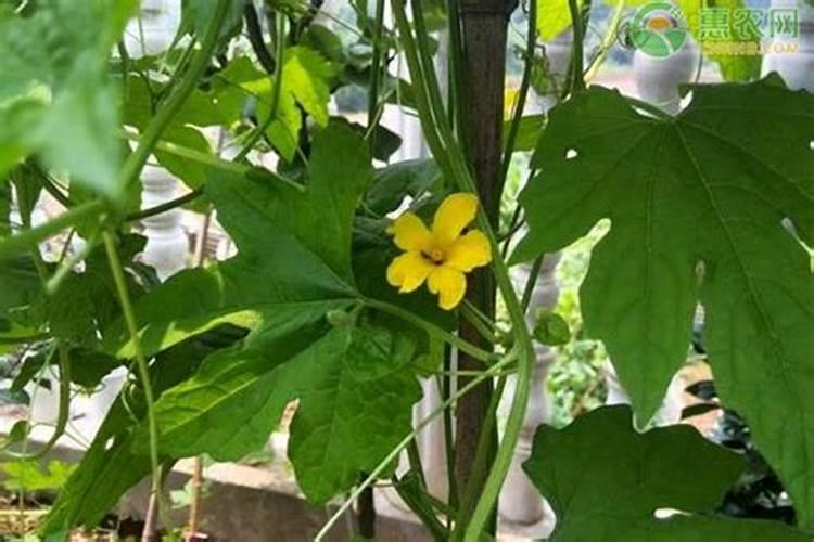 苦瓜喜肥吗？应该如何施肥效果更好呢？