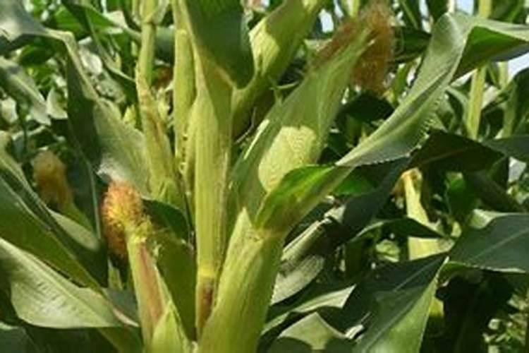 玉米需要什么样的含量肥料