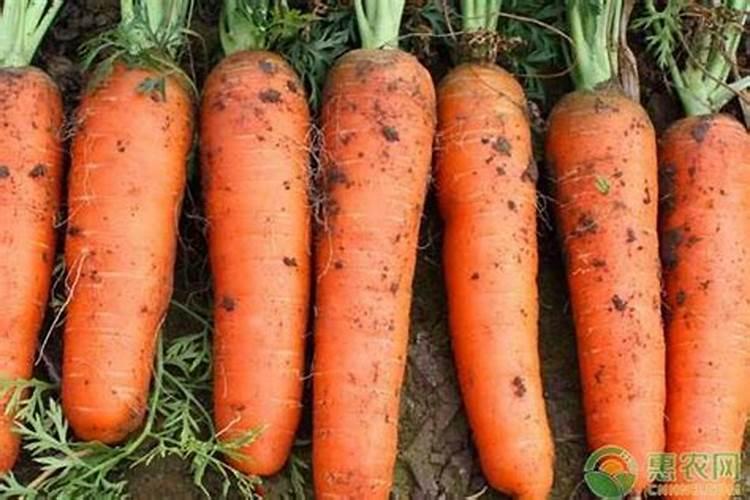 红萝卜出苗后怎么施肥