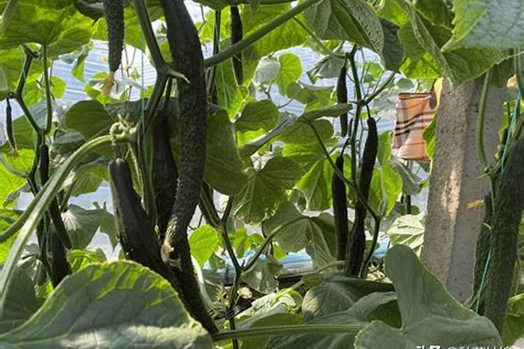 瓜地施什么肥结瓜多