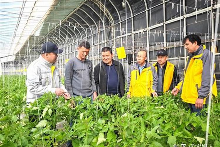 罗布泊硫酸钾是助力农业丰收的优质之选