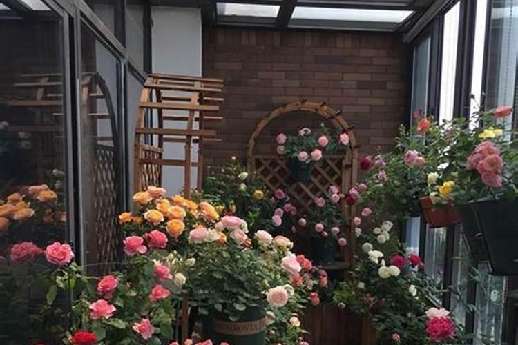 肥料种类多怎么选？花匠推荐“3种”通用肥料,满足所有花卉需求