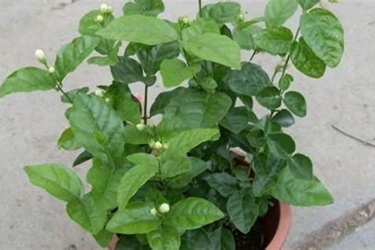 茉莉花上什么肥料好？