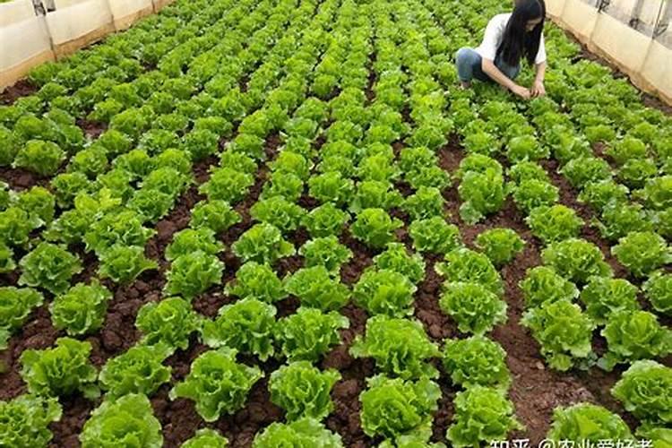 种蔬菜用什么肥料