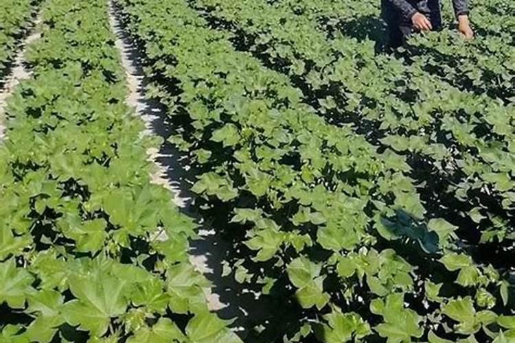 棉花施微肥技术