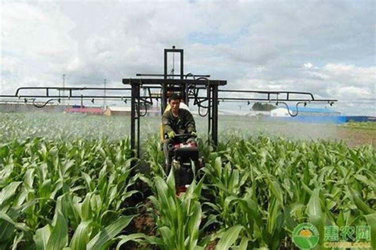 玉米怎样使用磷肥最好？