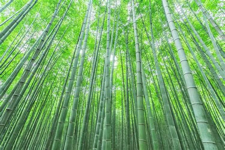 竹子用什么肥生根快一点？