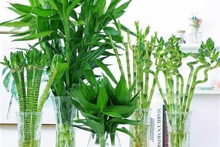 水培富贵竹,快速生根的7个方法要掌握,再注意4方面,才能养好