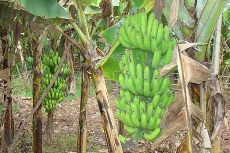 香蕉保花保果用什么肥料？香蕉什么时候打膨大肥？香蕉叶面肥用金泰靓百...