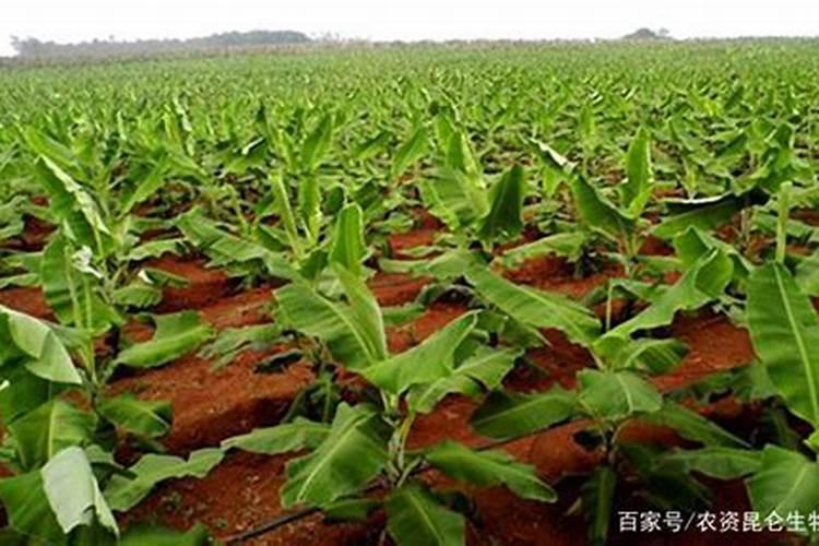 香蕉用什么肥料能快速生长