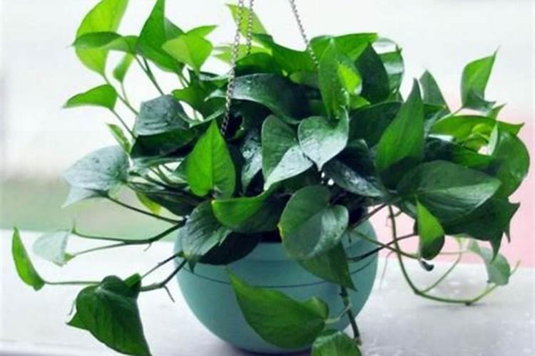 绿萝多久施肥一次 绿萝的施肥方法