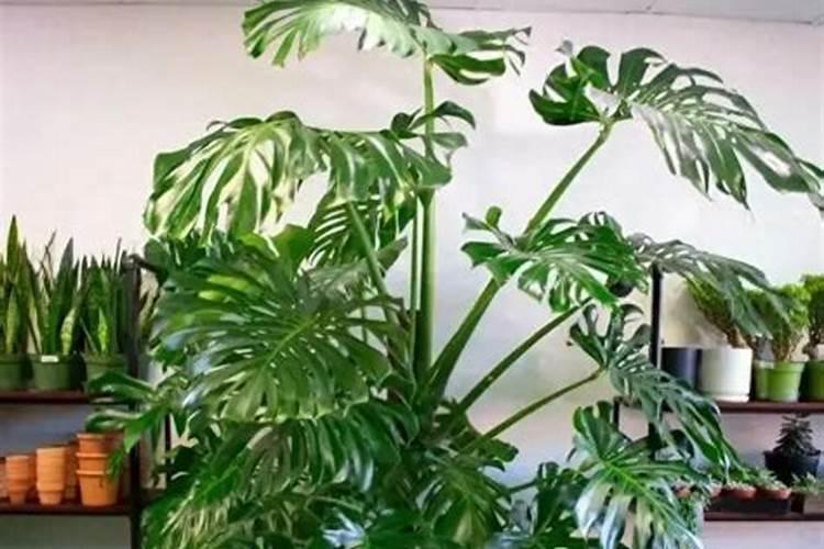 龟背竹施什么肥好