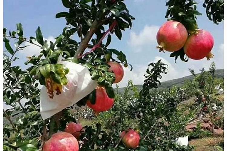 软籽石榴能施氮肥吗怎么施？