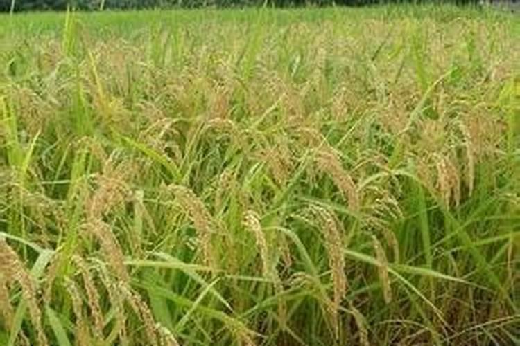 水稻在什么时期施氯化钾好