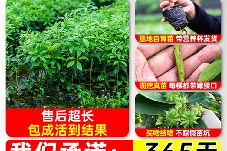 八角回树苗开花香吗？