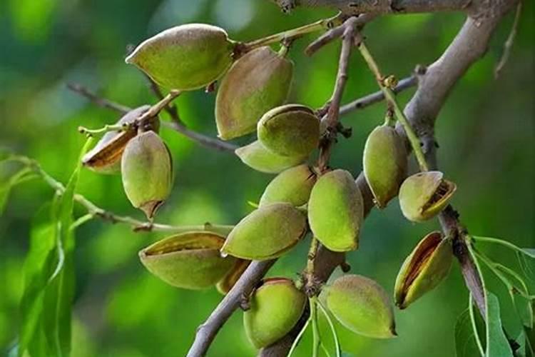 河北能种大料树吗