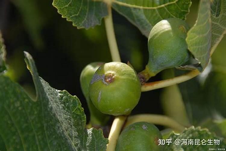 无花果保花保果打什么叶面肥？无花果挂果期用的肥料？