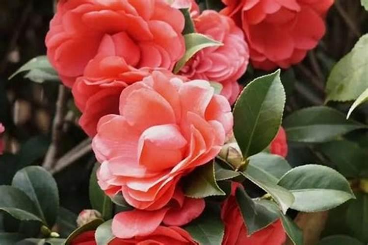 怎样让茶花重新长叶,增加光照适当施肥