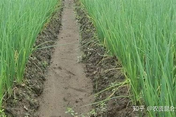 大棚香葱抗重茬用哪个肥？香葱软腐烂根用什么冲施肥？香葱根腐病冲施根...