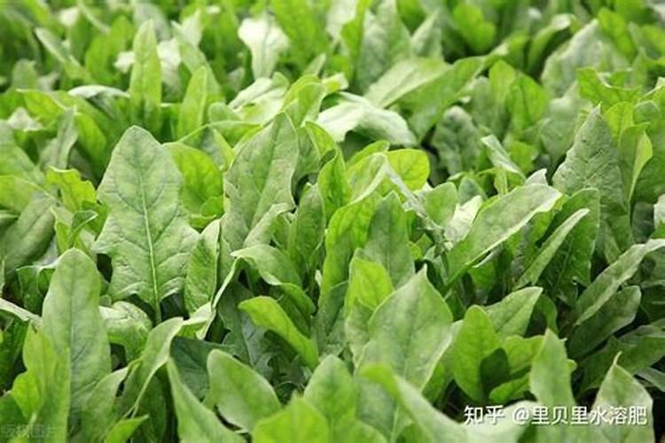 四季豆追肥用哪种水溶肥好一点？