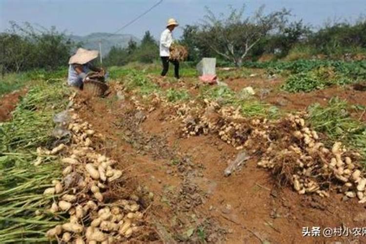沙土地种植什么好