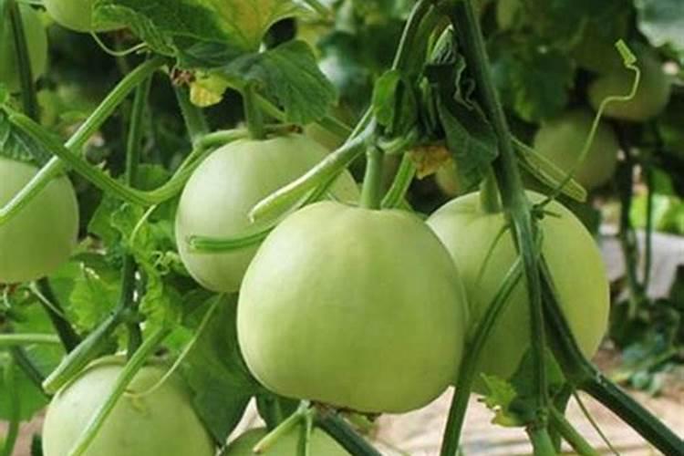 怎样种植甜瓜？