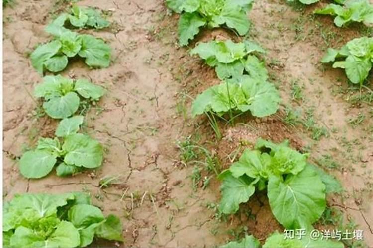 白菜出苗后施什么肥料长得最好