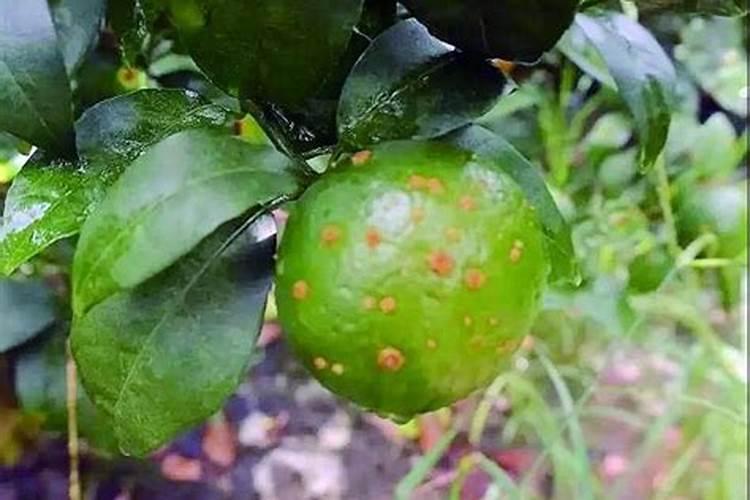 沃柑的常见病害