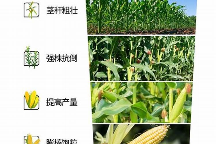玉米高产叶面肥配方