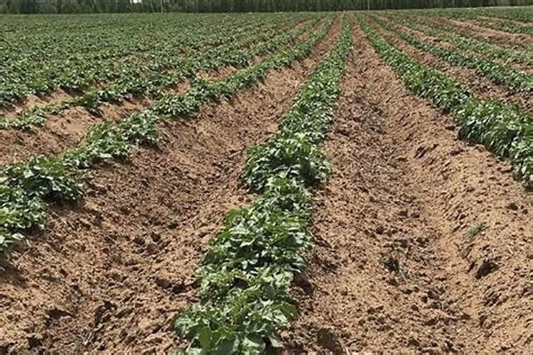 土豆底肥最忌三种肥料