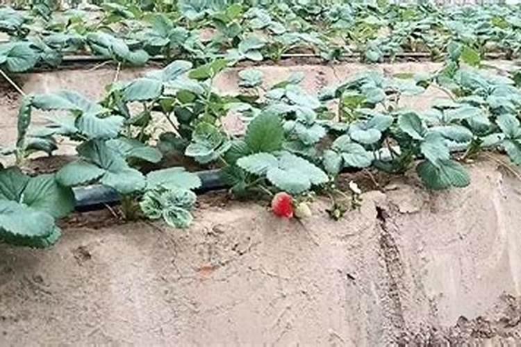 草莓苗小开花可以冲施平衡肥吗